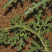Citrullus colocynthis (L.) Schrad.